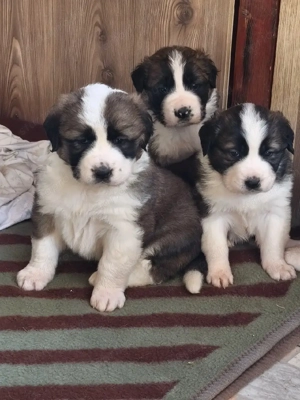 Moszkvai őr kiskutyák!!