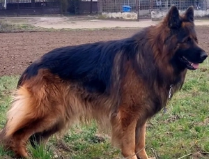 eladó 4 éves tk kan - kép 2