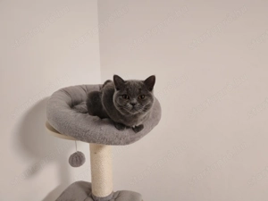 Törzskönyvezett Brit rövidszőrű kislány  - kép 3