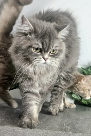 Törzskönyves Selkirk rex - kép 2