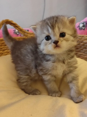 skót álló fülű fiúk - kép 3