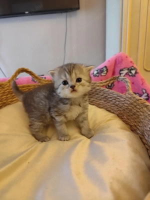 skót álló fülű fiúk - kép 4