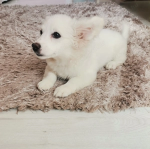 Máltai selyem kisfiú  - kép 2