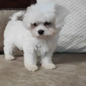 Eladó máltai selyem kislány - kép 2