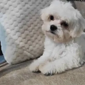 Eladó máltai selyem kislány - kép 3