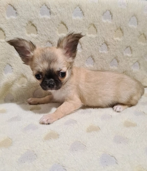 Törzskönyvezett csivava kölykök! Szultán-Sarki Haritage kennel.