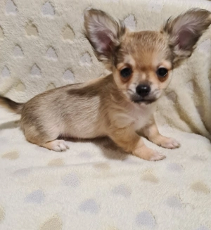 Törzskönyvezett csivava kölykök! Szultán-Sarki Haritage kennel. - kép 3