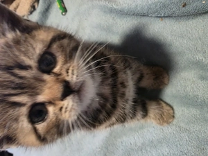 Brit rövidszörű cica - kép 3