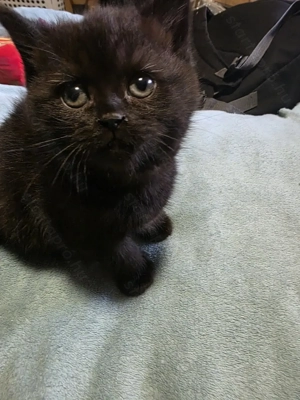 Brit rövidszörű cica - kép 2