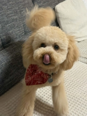 Maltipoo babák foglalhatóak! - kép 2