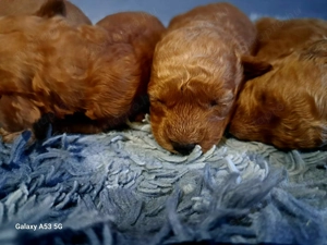 Maltipoo babák foglalhatóak!