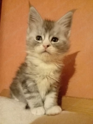 Maine coon cica- Hivatalos tenyészetből  - kép 6