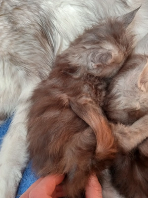 Maine coon cica- Hivatalos tenyészetből  - kép 4