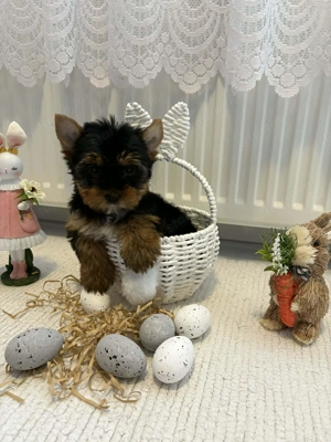 Yorkshire terrier kiskutyák - kép 2