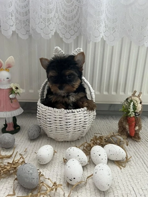 Yorkshire terrier kiskutyák - kép 2