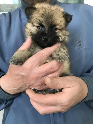 Azonnal elvihetők Tündéri Spicc, Spitz kiskutyák 1 lány és 1 fiú! - kép 6