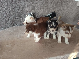 Husky kölykök eladók - kép 5