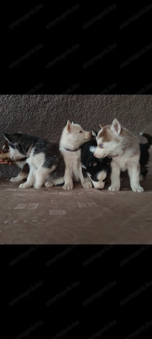 Husky kölykök eladók - kép 3