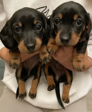 Tacskó kölykök  - kép 2