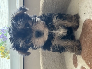 Mini yorki kisfiú  s Biewer yorki kislány - kép 3