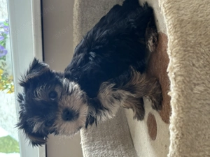 Mini yorki kisfiú  s Biewer yorki kislány - kép 4