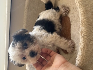 Mini yorki kisfiú  s Biewer yorki kislány