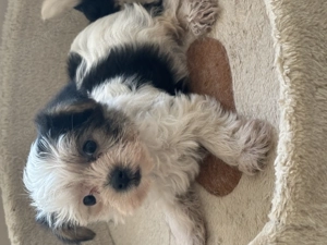 Mini yorki kisfiú  s Biewer yorki kislány - kép 2