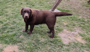 Csoki Labrador szuka - kép 2