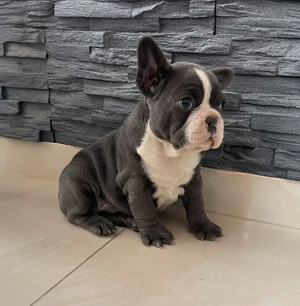 Gyönyörű Francia bulldog kiskutya - kép 2