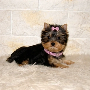 Yorkshire terrier pici méretű, minőségi babák - kép 2