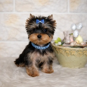 Picike méretű Yorkshire Terrier babák eladók! - kép 2