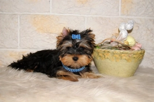 Picike méretű Yorkshire Terrier babák eladók! - kép 4