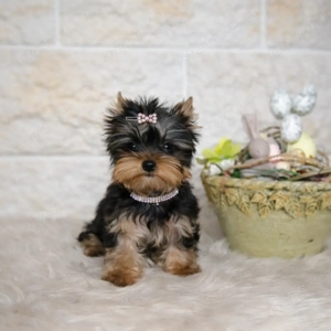 Picike méretű Yorkshire Terrier babák eladók! - kép 3