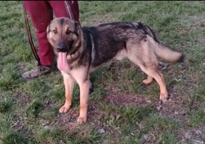 Jászladányi ebrendészeti telep gazdakeresői - kép 9