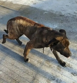 Jászladányi ebrendészeti telep gazdakeresői - kép 7