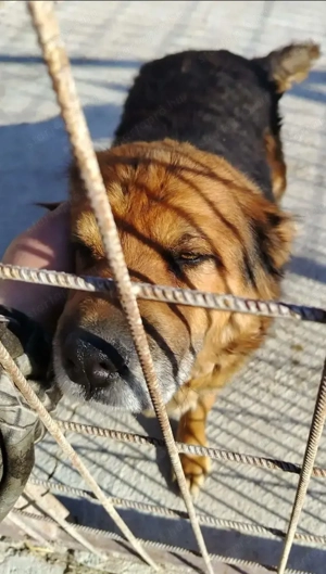 Jászladányi ebrendészeti telep gazdakeresői - kép 13