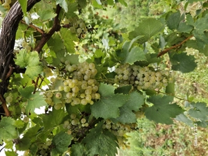 Szőlőterület - kép 5