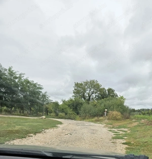 Szőlőterület - kép 4