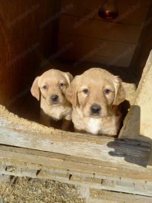 Golden retriever kiskutyák