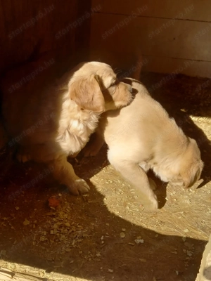 Golden retriever kiskutyák - kép 3