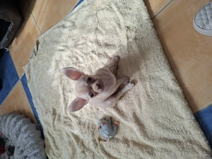 Mini csivava kisfiú törzskönyvel.11hetes.