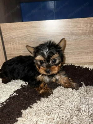Yorkshire Terrier bébi  - kép 3