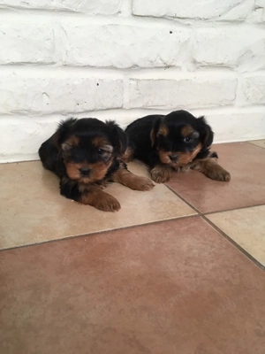 Yorki kiskutyák - kép 2