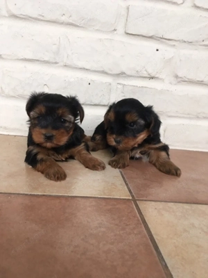 Yorki kiskutyák - kép 3