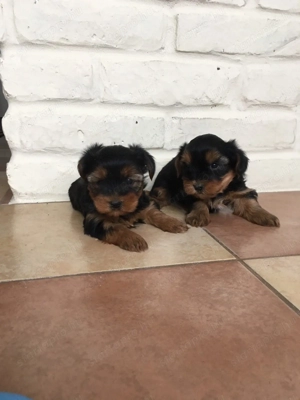 Yorki kiskutyák - kép 4