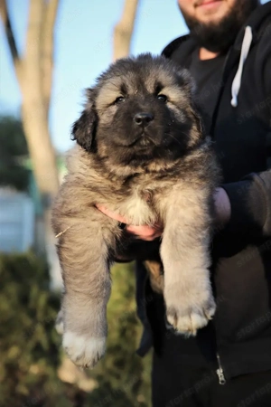 Kaukázusi juhász kölykök - kép 2