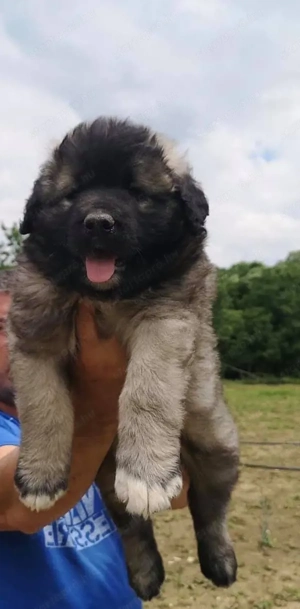 Kaukázusi juhász kölykök - kép 3