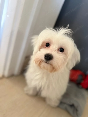 Máltai selyem fiú kiskutya - kép 4