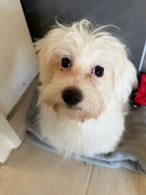 Máltai selyem fiú kiskutya - kép 2