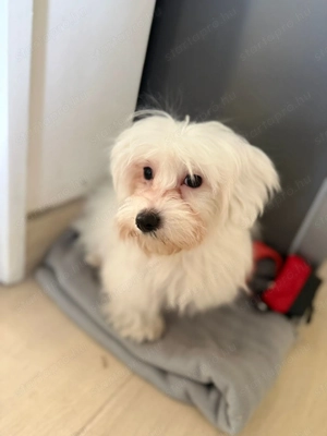 Máltai selyem fiú kiskutya - kép 3